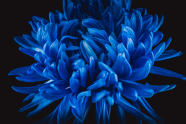 Chrysant op canvas