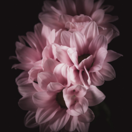 Chrysanten op canvas