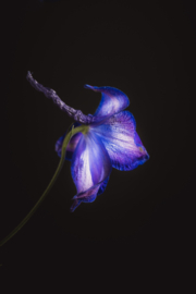 Delphinium op canvas