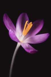 Krokus op canvas