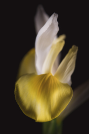 Iris op canvas