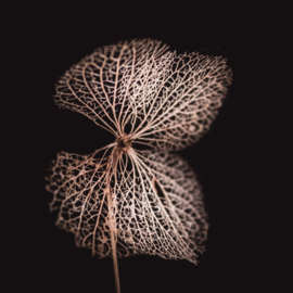Gedroogde hortensia op canvas
