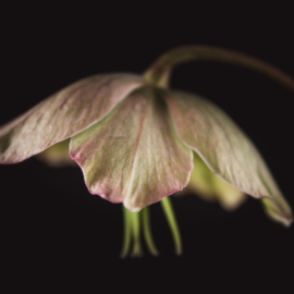 Helleborus op canvas