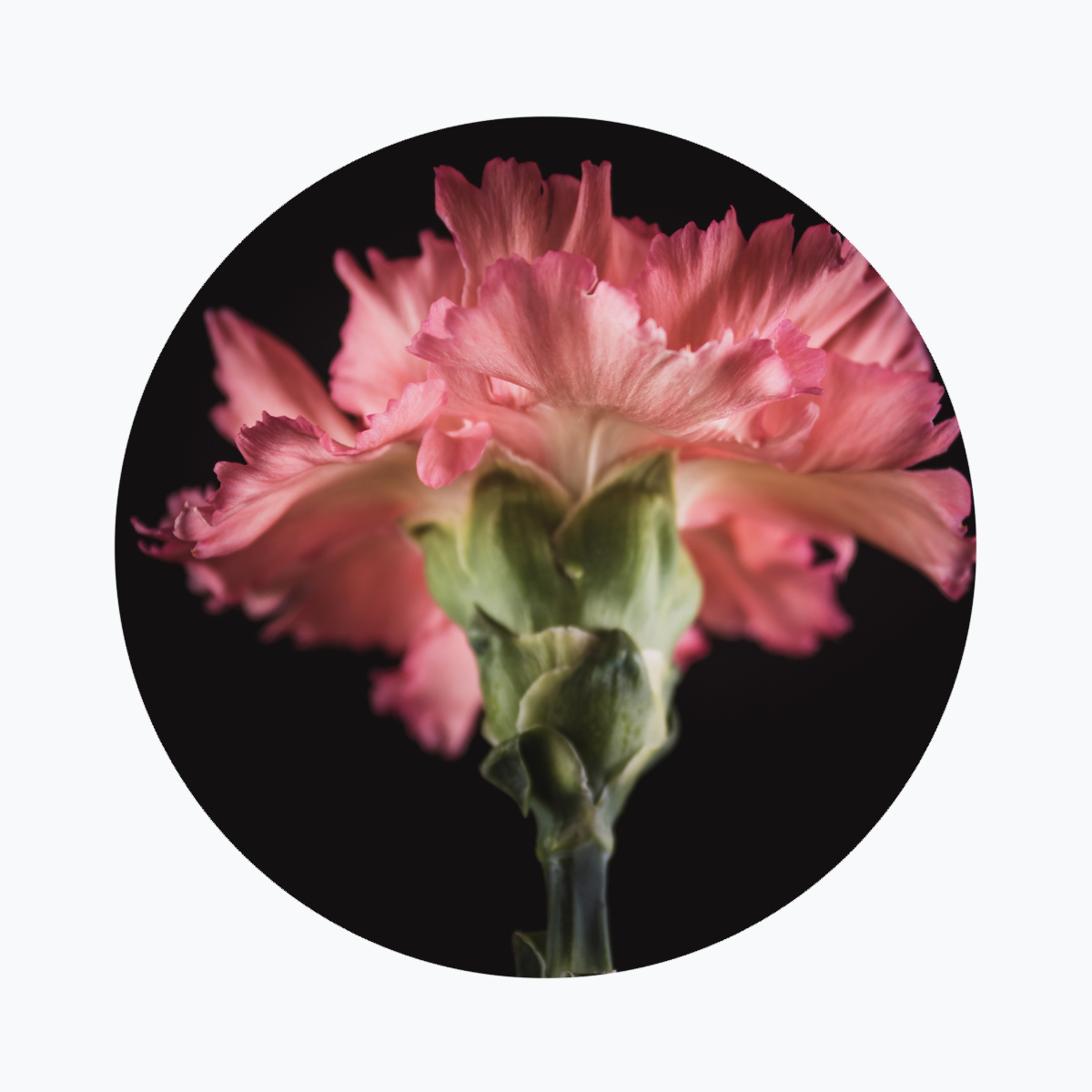 Geboortebloem januari