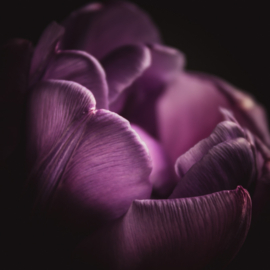 Tulp op canvas