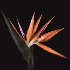 Paradijsvogelbloem op canvas