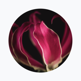 Gloriosa