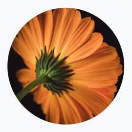 Oranje Bloemen - Muurcirkel