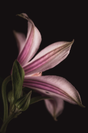 Clematis op canvas