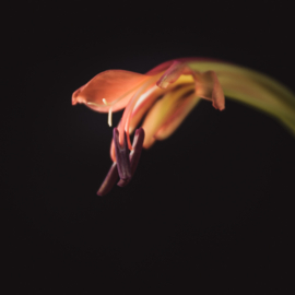 Crocosmia op canvas