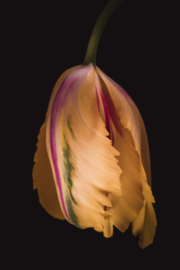 Tulp op canvas