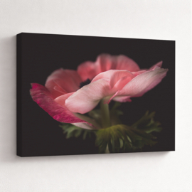 Anemoon Roze - Canvas Schilderij