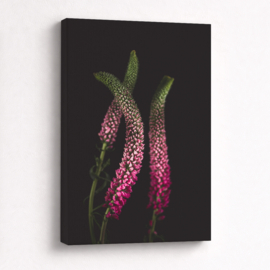 Veronica Roze  - Canvas Schilderij