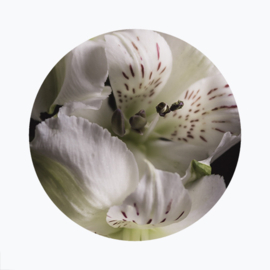 Witte bloemen