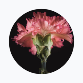 Geboortebloem januari