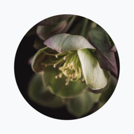 Helleborus