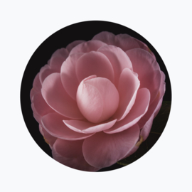 Camellia