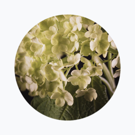 Groene bloemen