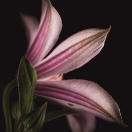 Clematis op canvas