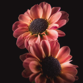 Chrysant op canvas