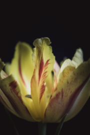 Tulp op canvas