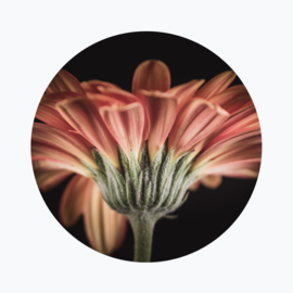 Gerbera