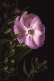 Vlambloem op canvas