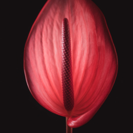 Anthurium op canvas