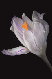 Krokus op canvas