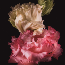 Lisianthus op canvas