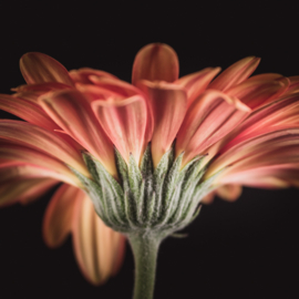 Gerbera op canvas