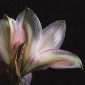 Amaryllis op canvas