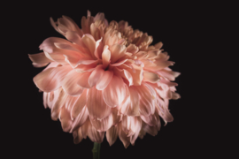 Chrysant op canvas