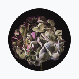 Hortensia