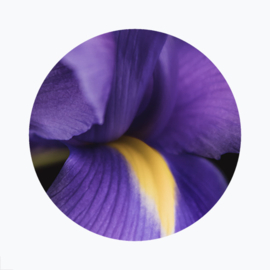 Paarse bloemen