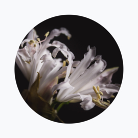 Nerine bowdenii