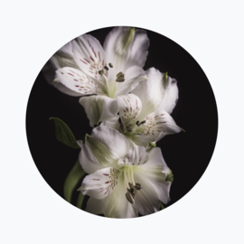 Alstroemeria