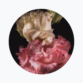 Lisianthus