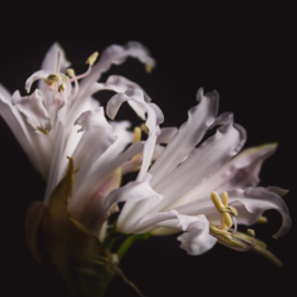 Nerine bowdenii op canvas