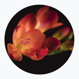 Oranje Bloemen - Muurcirkel