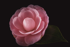Camellia op canvas