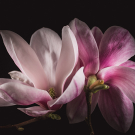 Magnolia op canvas