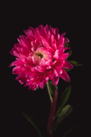 Aster op canvas