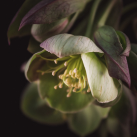 Helleborus op canvas