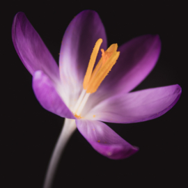 Krokus op canvas