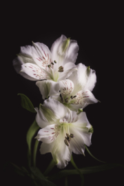 Alstroemeria op canvas