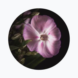 Vlambloem