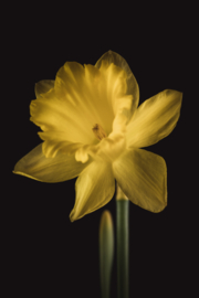 Narcis op canvas