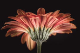 Gerbera op canvas