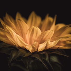 Zonnebloem op canvas